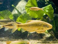 Image result for Cypriniformes