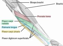 Image result for Big Forearm Muscles