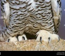 Image result for Owl Foot