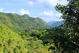 Image result for Cuba Jungle