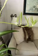 Image result for Do Spider Plants Flower