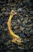 Image result for Salmon Skull