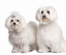 Image result for Maltese Dog Grey and White