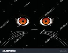 Image result for Cat Eyes at Night