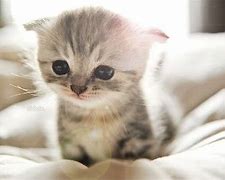 Image result for Crying Kitten