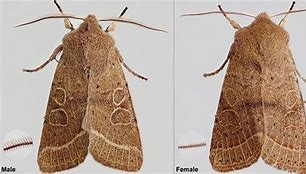 Image result for Moth Gender