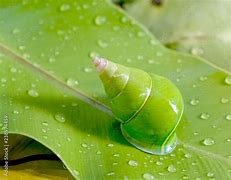 Image result for Green Snail