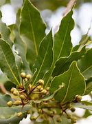 Image result for Laurus Got