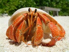 Image result for What Does Crabs Look Like On Skin