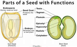 Image result for Corn Seed Structure Diagram