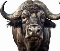 Image result for Buffalo Head Nickel PNG