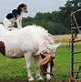 Image result for Monkey Riding Animals