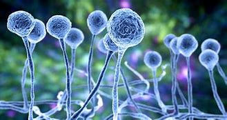 Image result for Anti Fungi