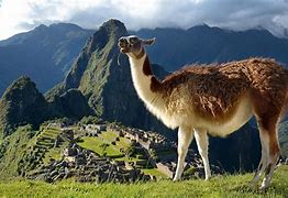 Image result for Peru Mammals