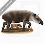 Image result for Tapir Drawing