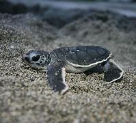 Image result for Sea Turtle Babies