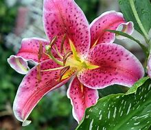 Image result for Stargazer Lily