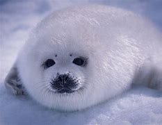 Image result for Fat Harp Seal