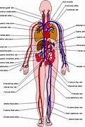 Image result for Arteries in Circulatory System