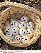 Image result for Cute Funny Owls