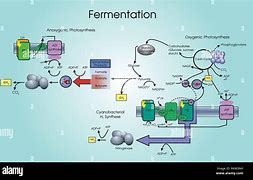 Image result for Yeast Cell Fermentation Alcohol