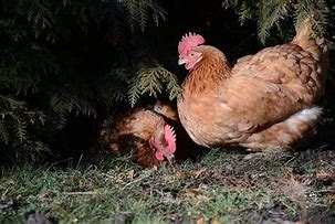 Image result for Easter Egg Hens