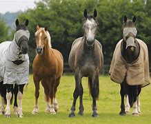 Image result for Barefoot Horse Riding