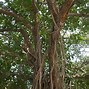 Image result for Aerial Roots