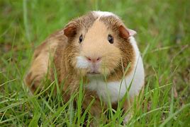 Image result for Guinea Pig Sonic Style