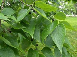 Image result for Hackberry Tree Leaf