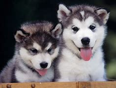 Image result for Siberian Husky