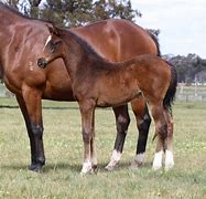 Image result for Yearlings Equine