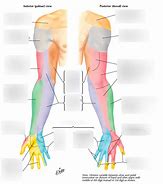 Image result for Upper Extremity Innervation Chart