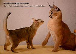 Image result for Serval Cat Hybrid