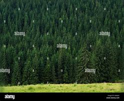 Image result for Fir Forest