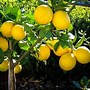 Image result for Drarf Lemon Tree in Pot