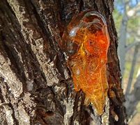 Image result for Tree Sap Plaster