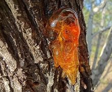 Image result for Coconut Tree Sap