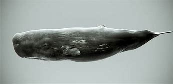 Image result for Sperm Whale Art