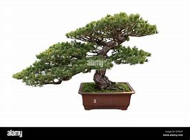 Image result for Bonsai Pine Tree