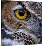 Image result for Owl Eye Camera