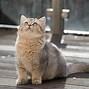 Image result for Top 10 Best Cat Breeds