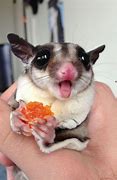 Image result for What Does Sugar Glider Eat