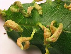 Image result for Eriophyid Tiliae Mite