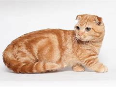 Image result for Scottish Fold Munchkin