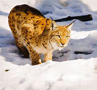 Image result for Lynx Lake Snow