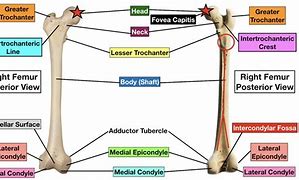 Image result for Femur Parts