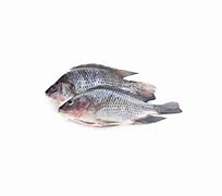 Image result for King Fish Tilapia