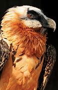 Image result for Old World Vulture