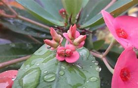 Image result for Macro Nature Photography